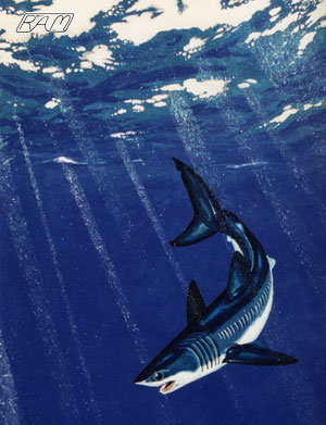 Painting of a Shortfin Mako 
� R.Aidan Martin, ReefQuest 
Centre for Shark Research