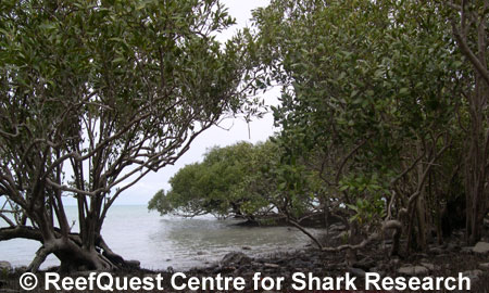 Estuary mangroves, 
� Anne Martin, ReefQuest 
Centre for Shark Research