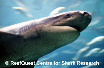 Broadnose Sevengill Shark 
� Anne Martin, ReefQuest 
Centre for Shark Research