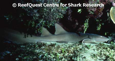 Nurse Shark � R.Aidan Martin, 
ReefQuest Centre for Shark Research