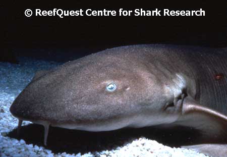 Nurse Shark portrait � R.Aidan Martin, 
ReefQuest Centre for Shark Research