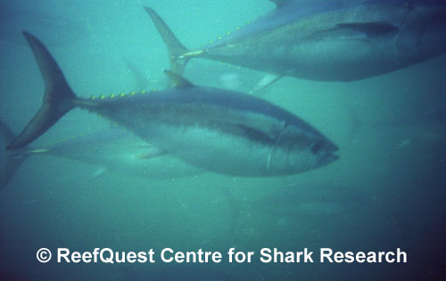 Southern Bluefin Tuna 
� R.Aidan Martin, ReefQuest
Centre for Shark Research