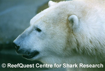 Polar Bear 
� Anne Martin, ReefQuest 
Centre for Shark Research