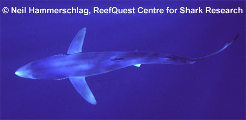 Blue Shark � Neil Hammerschlag, 
ReefQuest Centre for Shark Research