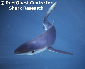 Blue Shark in the open ocean 
� R.Aidan Martin, ReefQuest 
Centre for Shark Research
