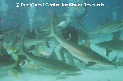 Caribbean Reef Sharks 
� Tom Raycove, RQCSR