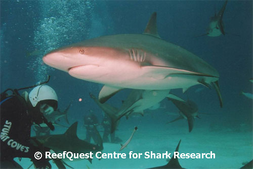 Caribbean Reef Sharks 
� Tom Raycove, RQCSR