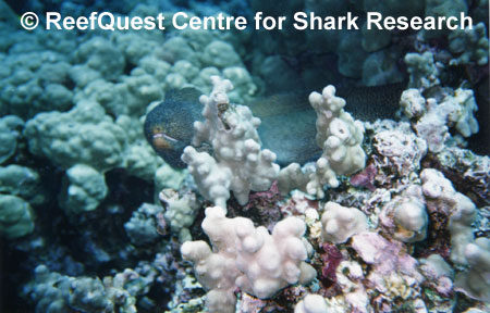 Whitemouth Moray on Rarotongan Reef
� Anne Martin, ReefQuest
Centre for Shark Research