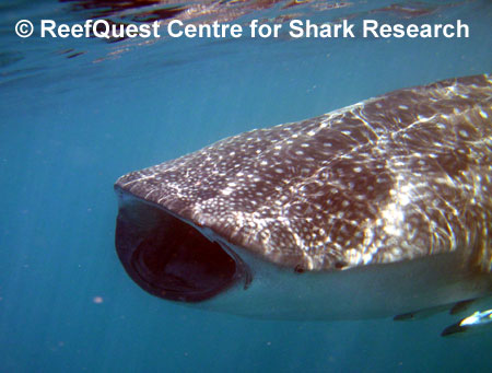 Rhincodon typus, 
� R. Aidan Martin, ReefQuest 
Centre for Shark Research
