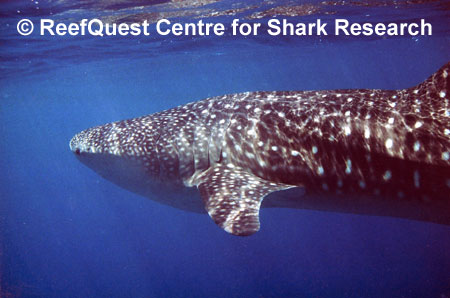 Rhincodon typus, 
� R. Aidan Martin, ReefQuest 
Centre for Shark Research