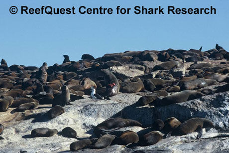 Cape Fur Seals
© R.Aidan Martin, ReefQuest
Centre for Shark Research