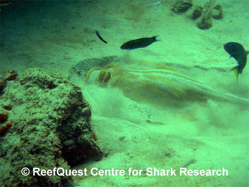 Blue Spotted Ribbontail Ray
� Anne Martin, ReefQuest 
Centre for Shark Research