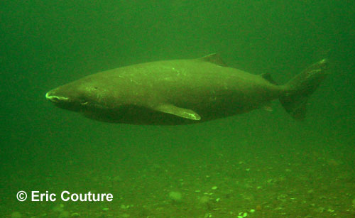 Greenland Shark � Eric Couture