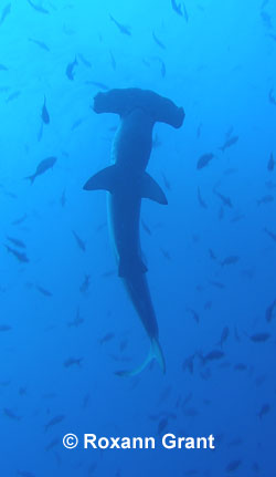 Scalloped Hammerhead
© Roxann Grant