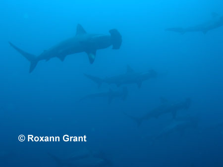 School of Scalloped Hammerheads
© Roxann Grant