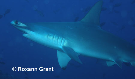 Scalloped Hammerhead
© Roxann Grant