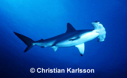 Scalloped Hammerhead
© Christian Karlsson