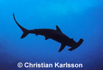 Scalloped Hammerhead 
� Christian Karlsson