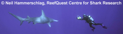 Great Hammerhead
� Neil Hammerschlag,
ReefQuest Centre for Shark Research