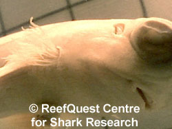 Dogfish gill filaments
� R.Aidan Martin, ReefQuest 
Centre for Shark Research
