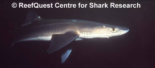 Spiny Dogfish 
� R.Aidan Martin, ReefQuest 
Centre for Shark Research