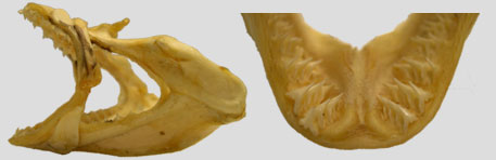 Pacific Angel Shark jaws and teeth 
� Anne Martin, ReefQuest 
Centre for Shark Research