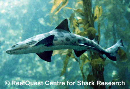Leopard Shark in Kelp,
� Anne Martin, ReefQuest 
Centre for Shark Research
