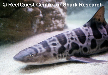Leopard Shark,
� Anne Martin, ReefQuest 
Centre for Shark Research