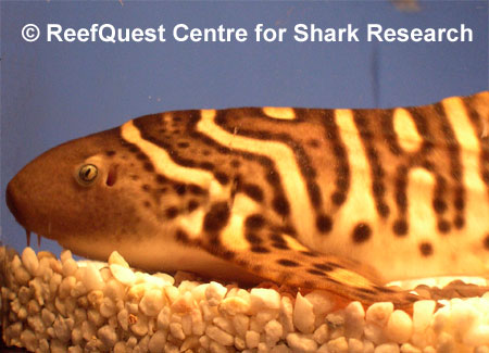 Juvenile Zebra Shark, 
� Anne Martin, ReefQuest 
Centre for Shark Research