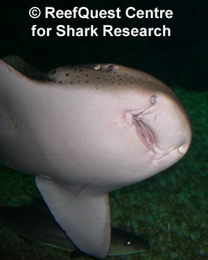 Zebra Shark close-up, 
� Anne Martin, ReefQuest 
Centre for Shark Research