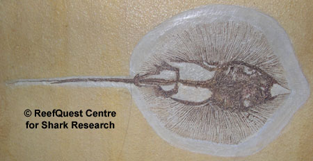 Helibatis fossil
© Anne Martin, ReefQuest
Centre for Shark Research