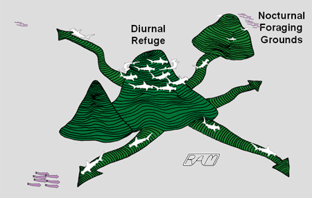Navigation routes of Scalloped Hammerheads
� R.Aidan Martin, ReefQuest Centre for Shark
Research