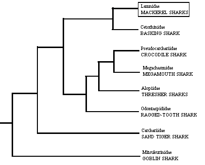 Cladogram of the lamnoid
sharks showing the position
of the lamnid sharks