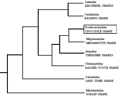 Cladogram of the lamnoid
sharks showing the position
of the Crocodile Shark