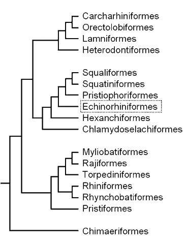 Cladogram of elasmobranch
groups, showing the position
of the bramble sharks