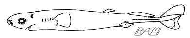 Spined Pygmy Shark (Squaliolus laticaudus)�
