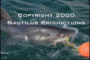 Biting White Shark � Nautilus Productions