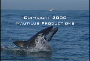 Breaching White Shark � Nautilus Productions