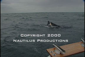 Decoy being towed � Nautilus Productions