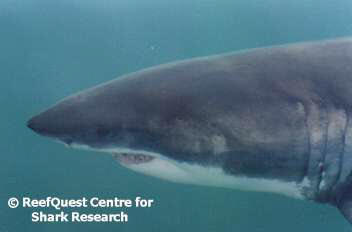 White Shark � ReefQuest Centre for Shark Research